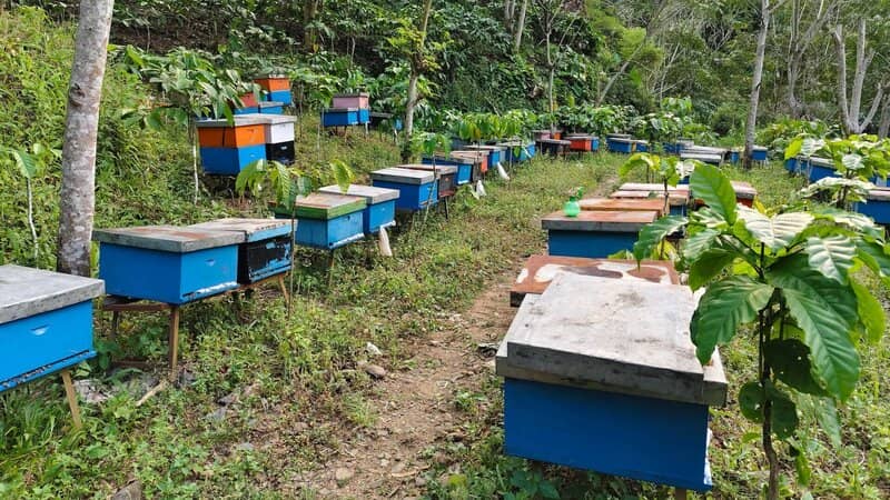 Supplier Madu Asli untuk Bisnis & Kemitraan | Rebepal Madu