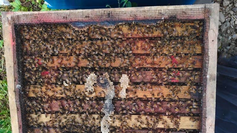 Kebijakan Privasi - Perlindungan Data Partner Rebepal Madu