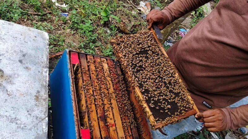 Lebah Madu: Penghasil Superfood