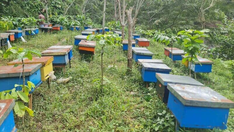 Peternakan Lebah: Cara Modern Madu Berkualitas