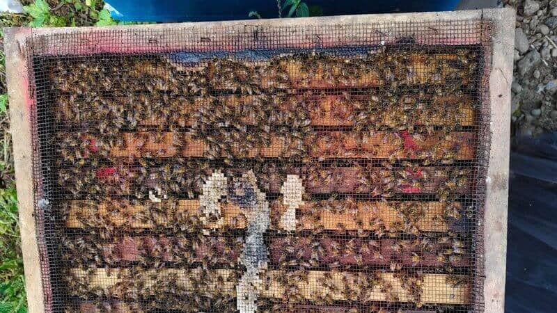 Kebijakan Privasi Rebepal Madu | Perlindungan Data & Transparansi