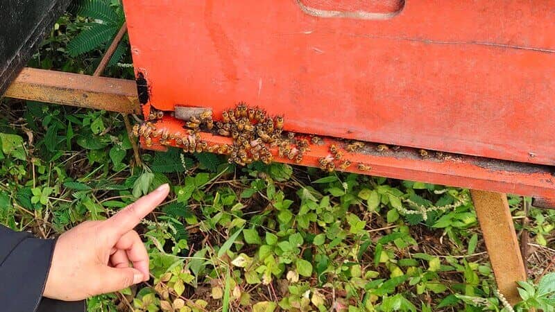 Disclaimer Rebepal Madu | Informasi Legal & Batas Tanggung Jawab